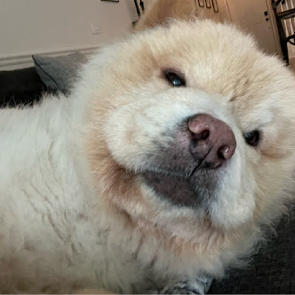 Meet your Posher, Mya